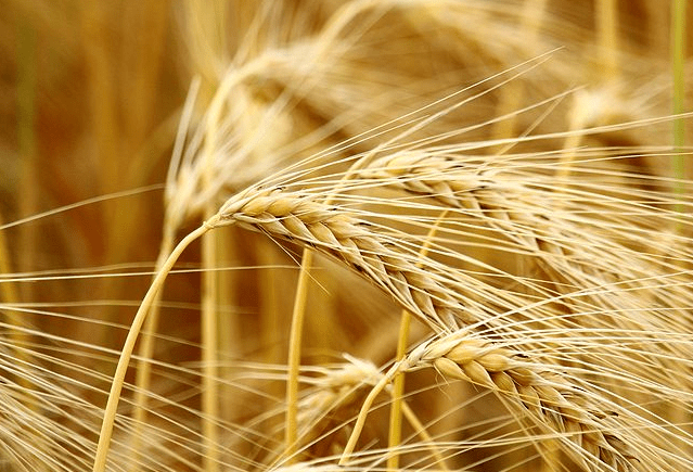 精釀<a href=http://www.zgvsh.cn/ target=_blank class=infotextkey>啤酒設(shè)備</a>,啤酒廠設(shè)備,開辦啤酒廠,麥芽